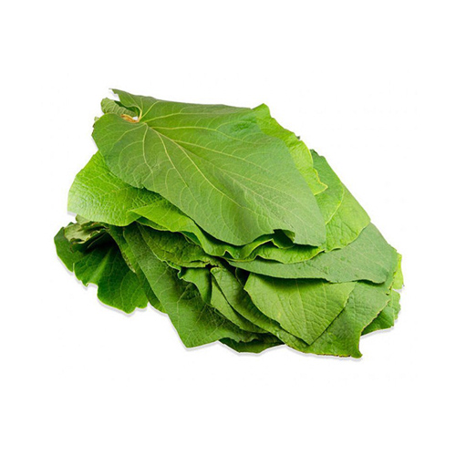 Hoja santa