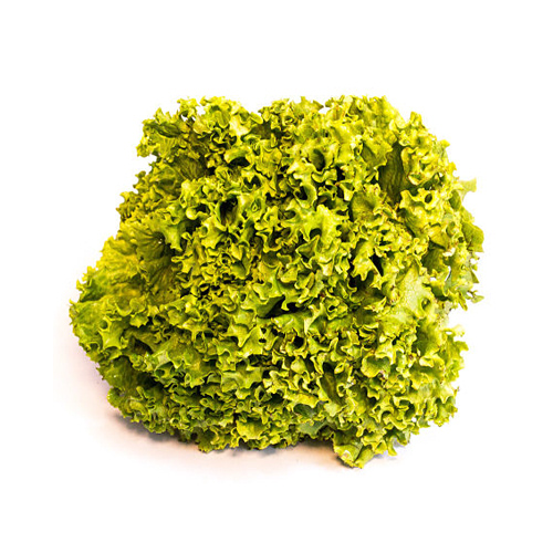 Lechuga Italiana